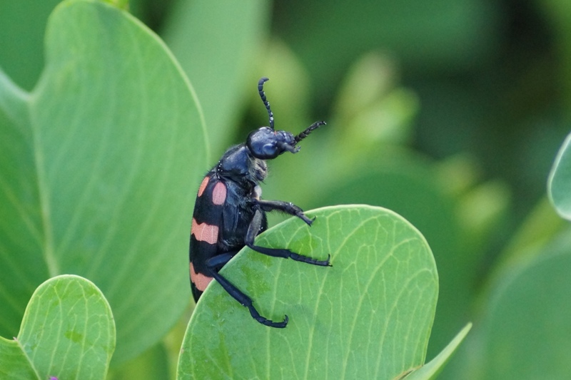 Red&Black Beetle 3F.jpg