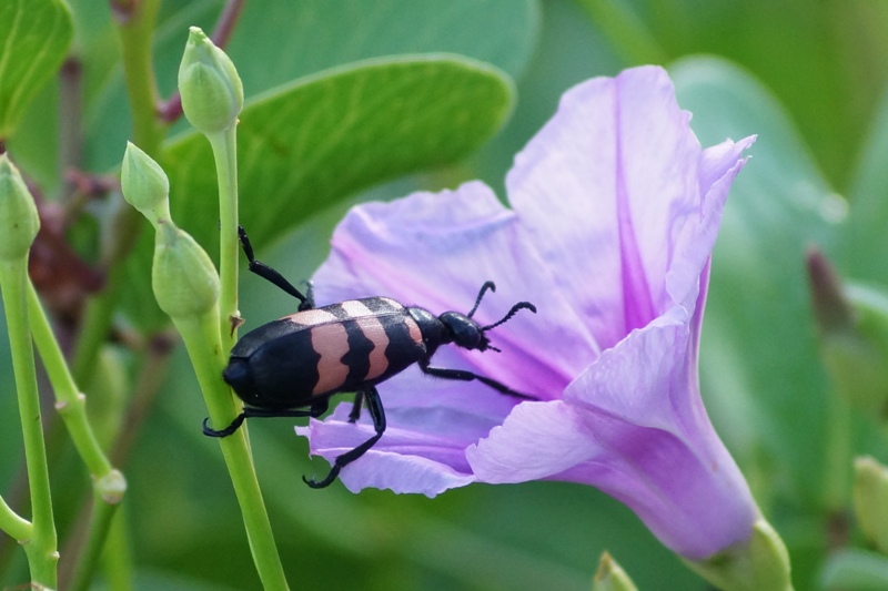 Red&Black Beetle 4F.jpg