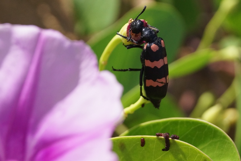 Red&Black Beetle 7F.jpg