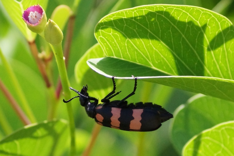 Red&Black Beetle 8F.jpg