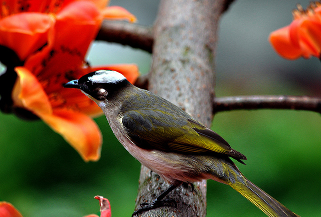 Chinese-Bulbul.jpg