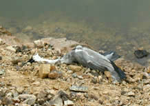 dead heron.jpg