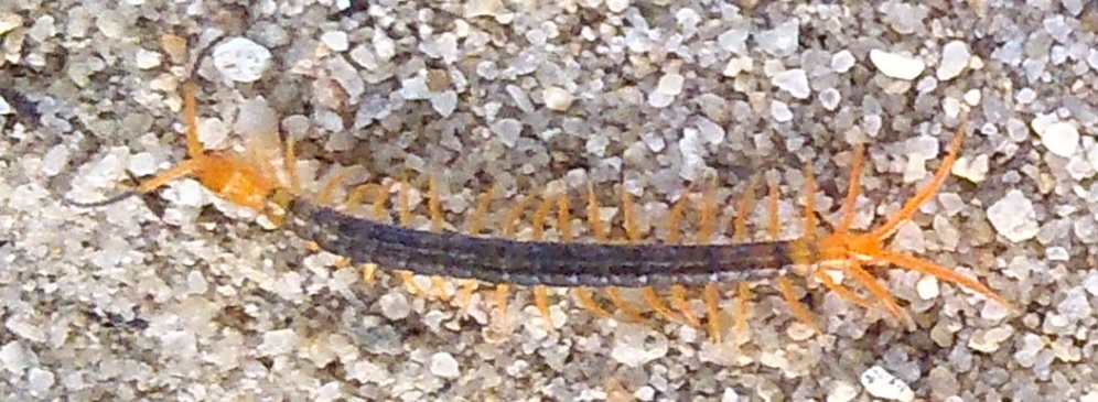 Centipede.jpg