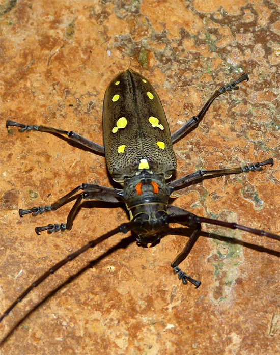 Eric-Sampson-Longhorn-Beetle-wp.jpg