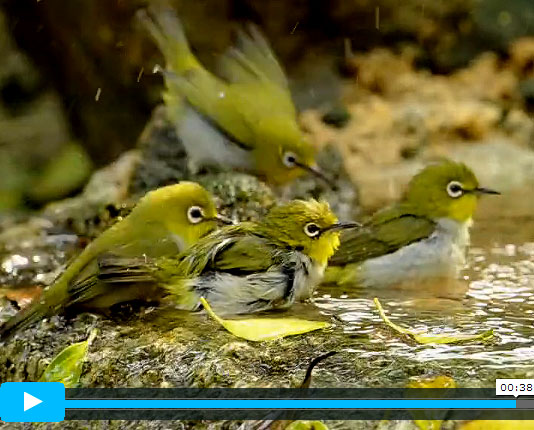 Neil-Fifer-Japanese-White-Eyes-Bathing.jpg