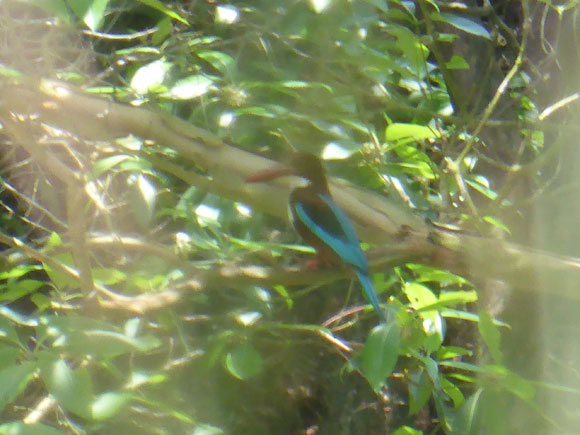 kingfisher2.jpg