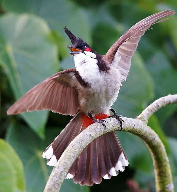 Rambler-Bulbul-best.jpg