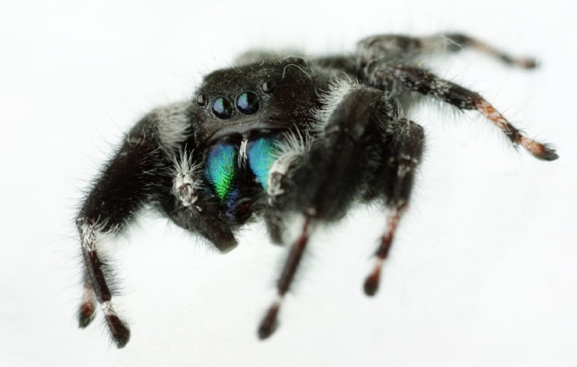 1jumpingspider.jpg