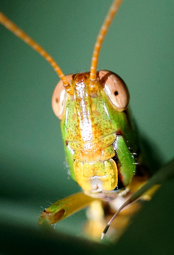 Rambler-Grasshopper-front-on-crop.jpg