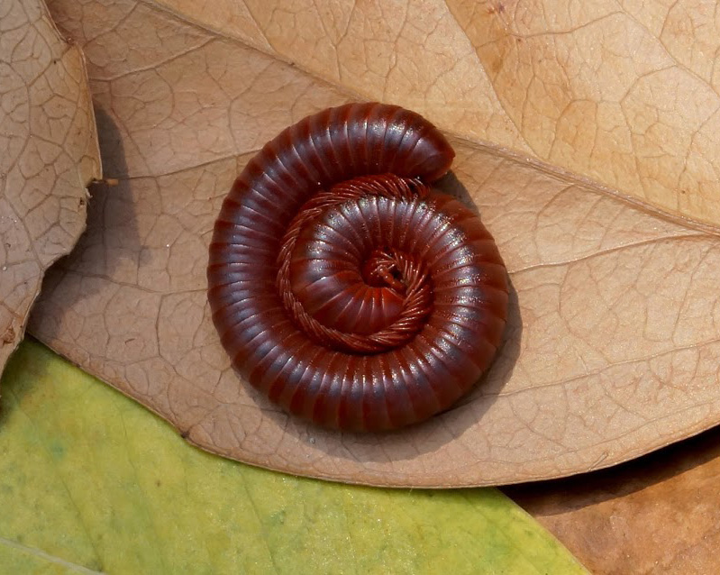 Rambler-Millipede.jpg