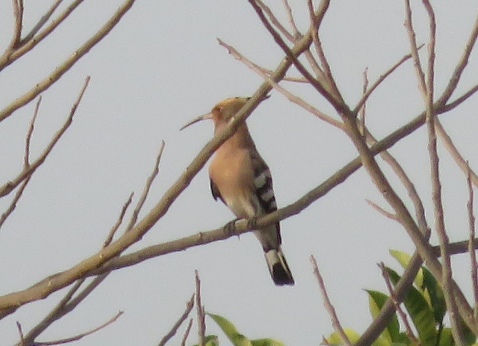 hoopoe.jpg