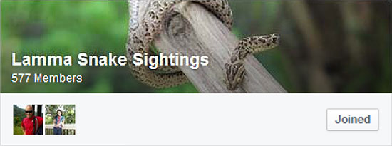 Lamma-Snake-Sightings-FB.jpg