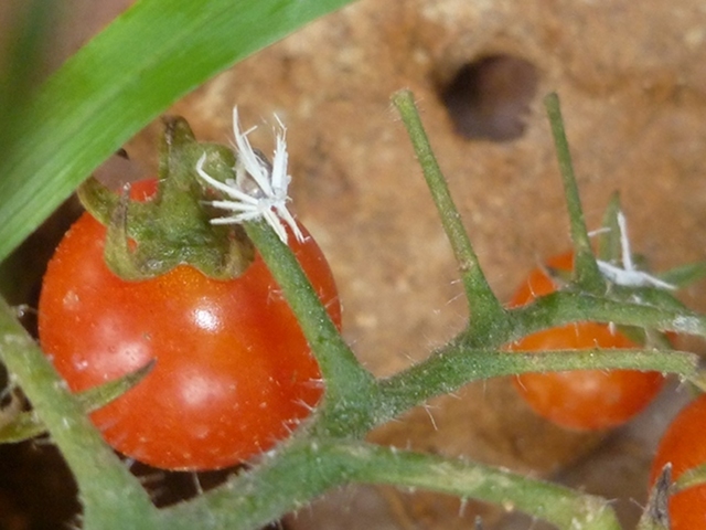 white aphid.JPG