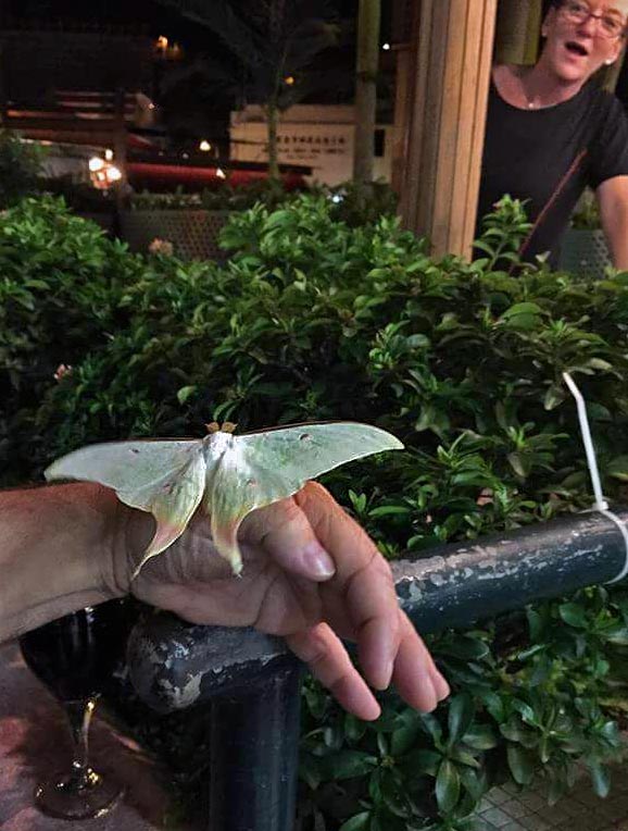 Andrew-Shields-Luna-Moth.jpg