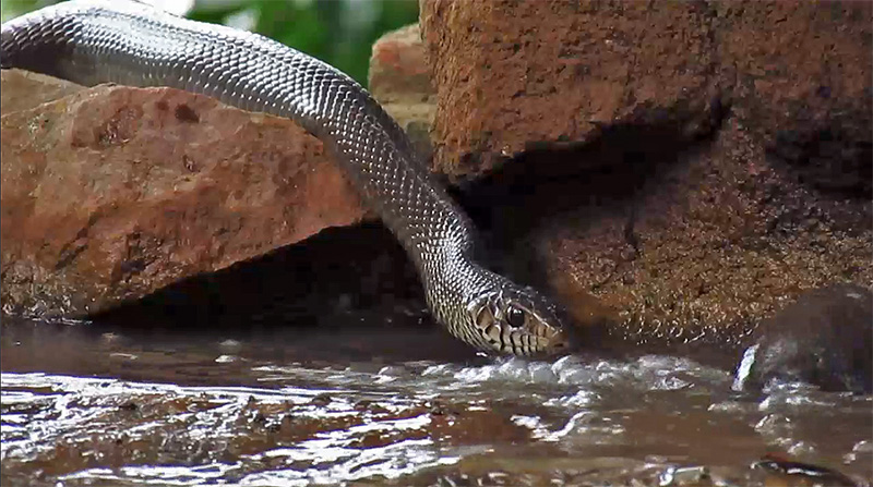 Neil-Fifer-Rat-Snake-video.jpg