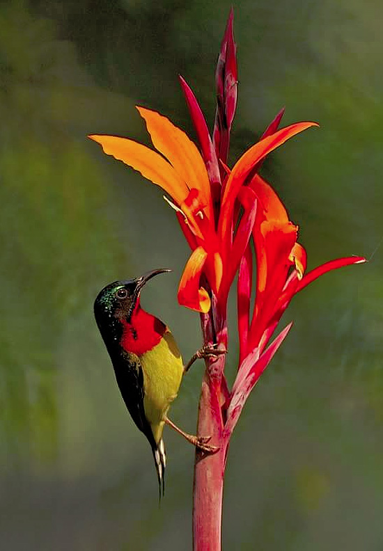 Neil-Fifer-Sunbird-crop.jpg