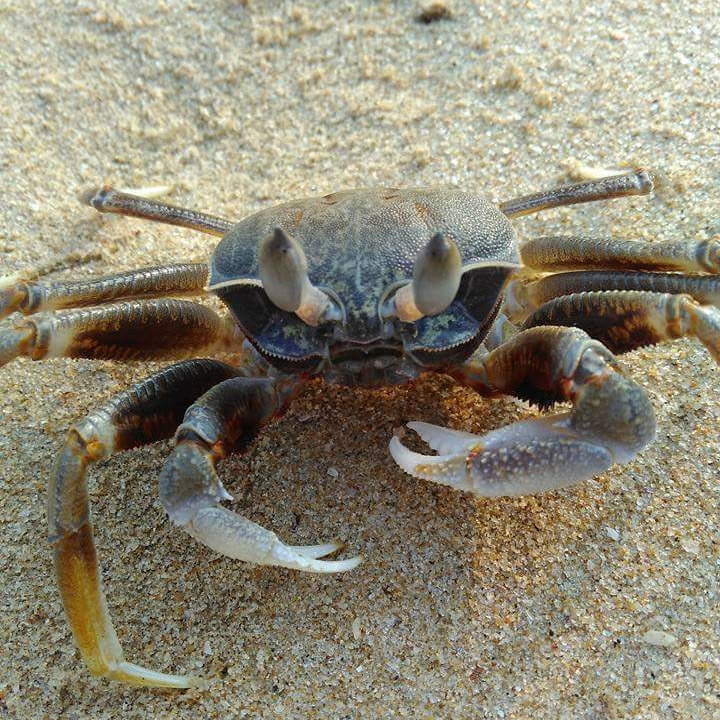 David-Clarke-crab.jpg
