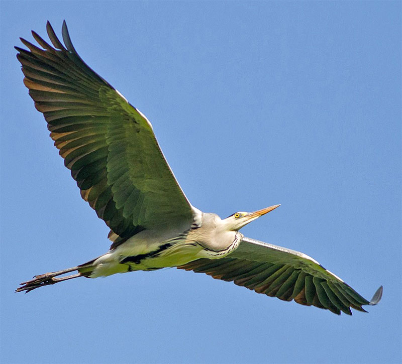 Howard-Sheard-Grey-Heron-wp.jpg