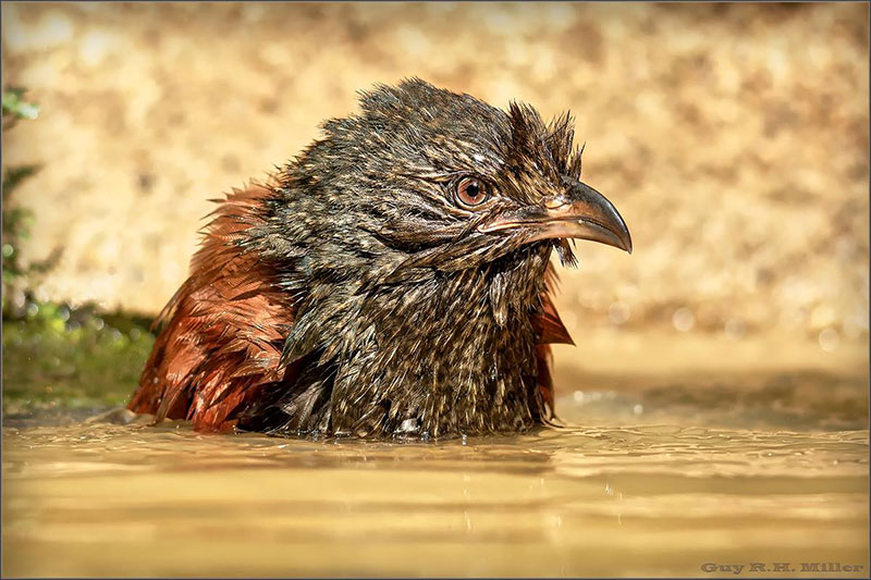 Guy-bathing-closeup-wp.jpg