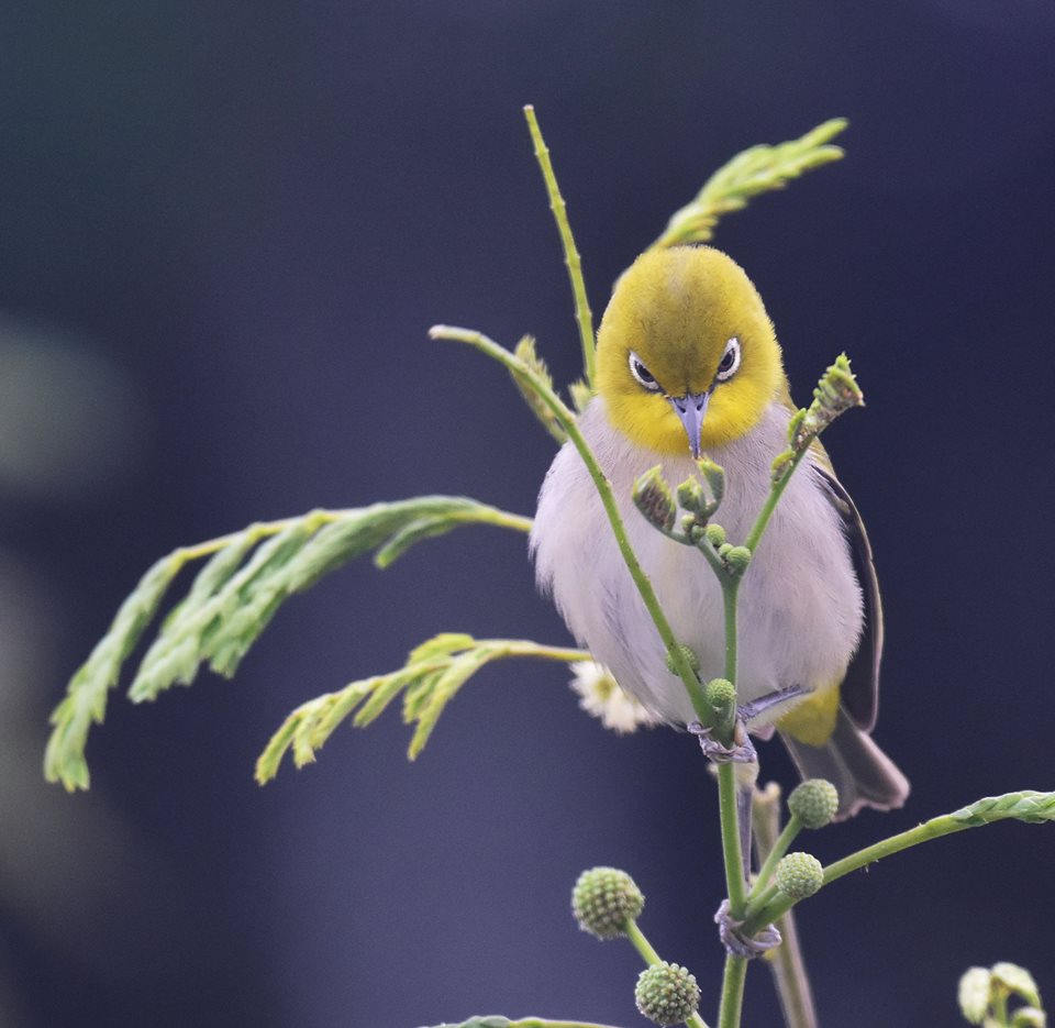 Lew-Cassia-Meditation-wp.jpg