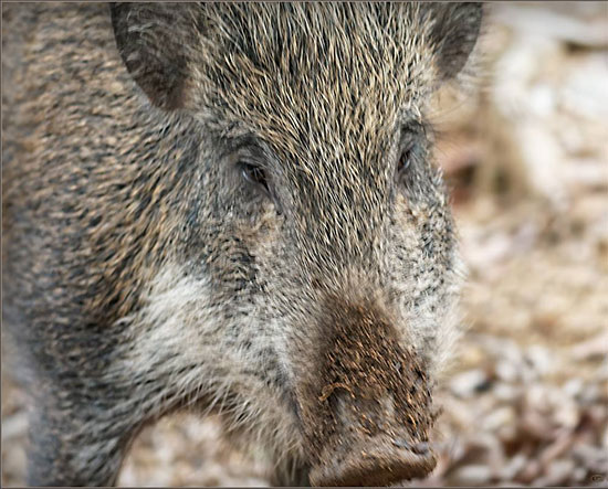 Guy-Miller-Wild-Boar-Closeup-b.jpg