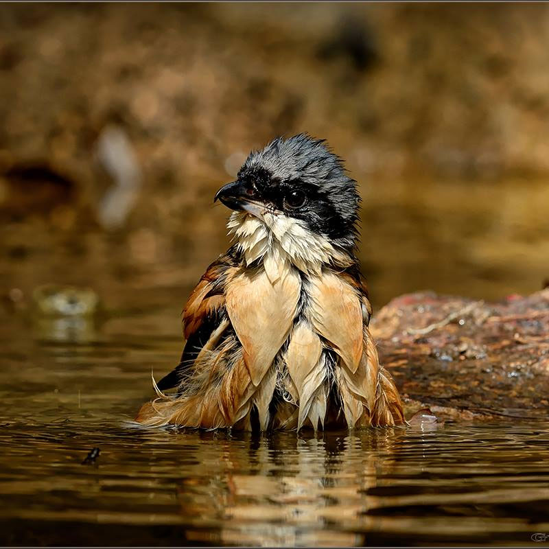 Guy-Long-Tailed-Shrike.jpg