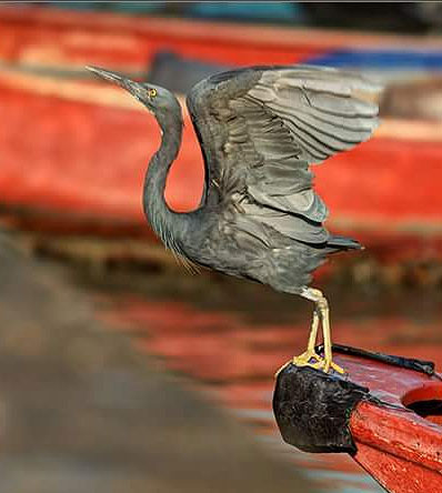 Guy-Grey-Heron-boat.jpg