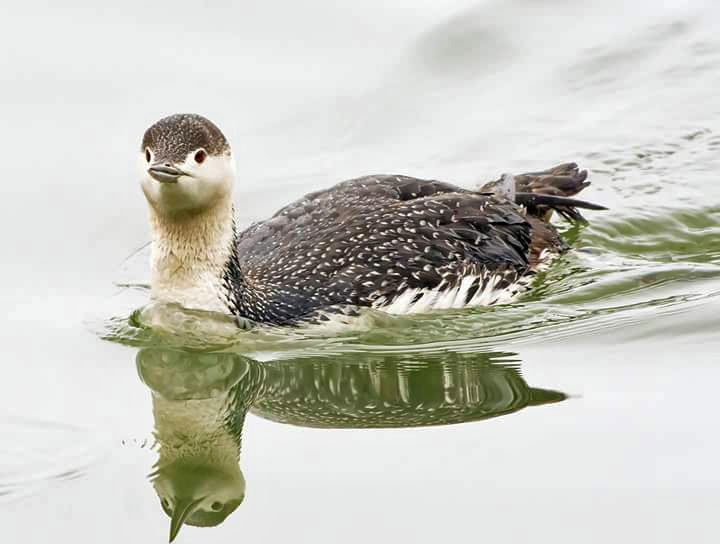 Neil-Fifer-Red-Throated-Diver.jpg