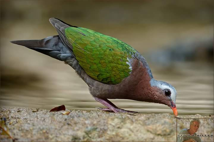 Guy-Emerald-Dove.jpg