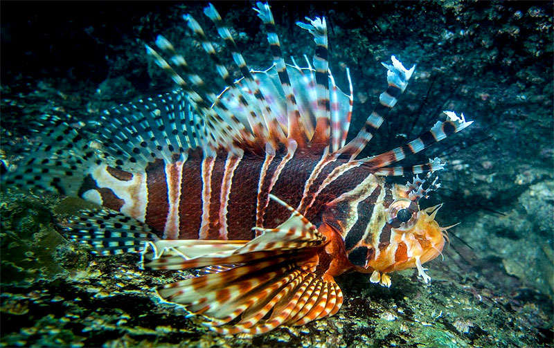 Krzysztof-Kazala-Lionfish-wp.jpg