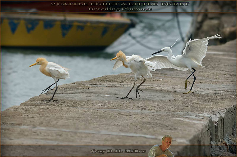Guy-Miller-Egrets-Breeding-Plumage-wp.jpg