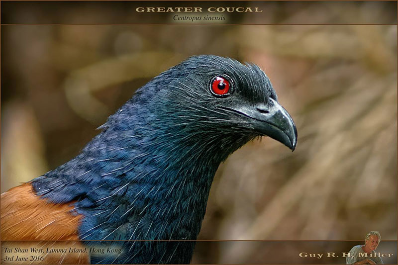 Guy-Greater-Coucal-wp.jpg