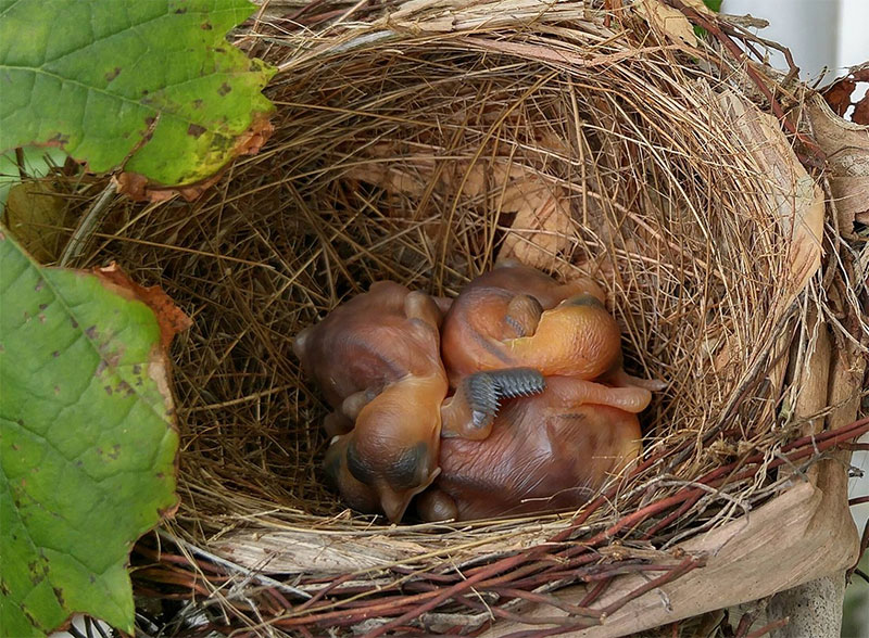 Walter-Koditek-Bulbul-nestlings.jpg