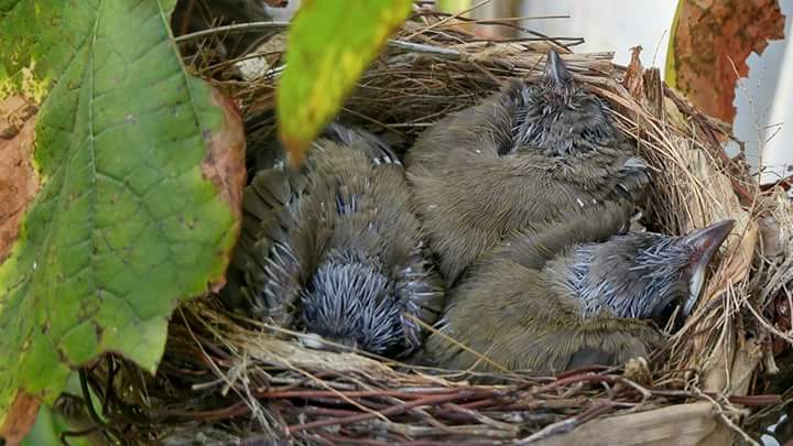 Bulbul-nestlings-2.jpg