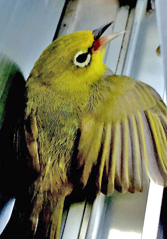 Jaz-Ip-Jap-White-Eye-b.jpg