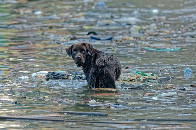 Guy-Miller-Harbour-trash-dog-wp.jpg