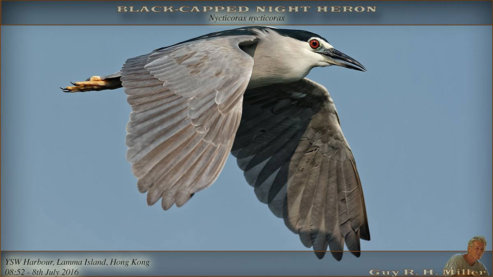 Guy-Miller-Black-capped-Night-Heron.jpg