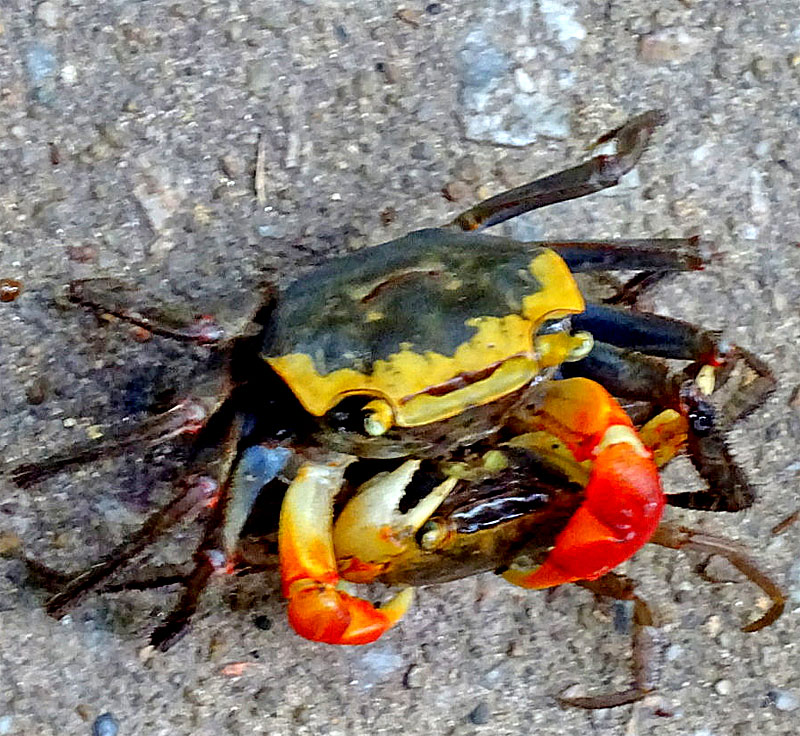 Christine-Negroni-Huff-Post-Crabs.jpg
