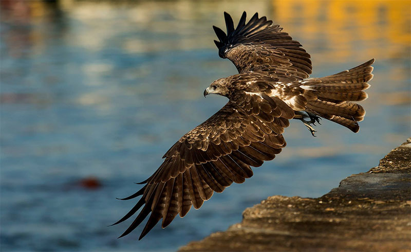 Neil-Fifer-Black-Kite-Off-Jetty.jpg