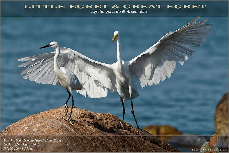 Guy-Egrets.jpg