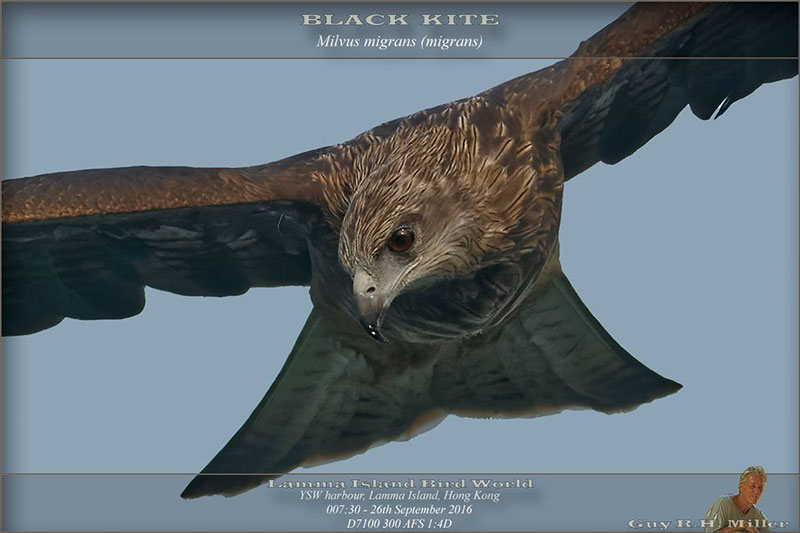 Guy-Miller-Black-Kite-161013-wp.jpg