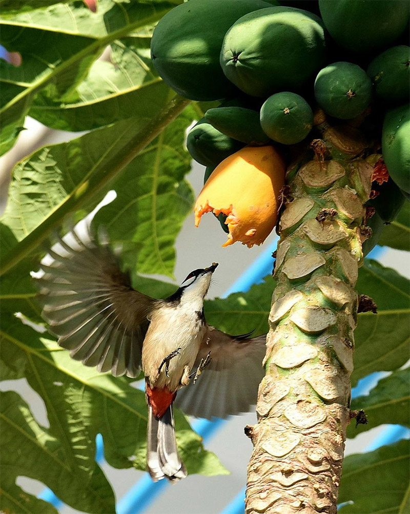 Lew-Cassia-Red-Whiskered-Bulbul-Papaya-wp.jpg