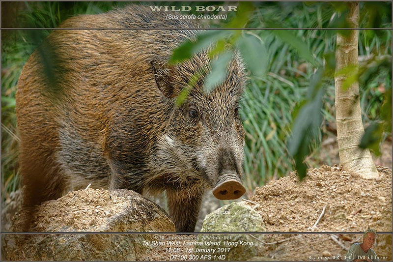 Guy-Miller-Wild-Boar-170101-wp.jpg