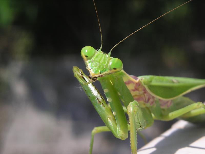 grasshopper 3.JPG