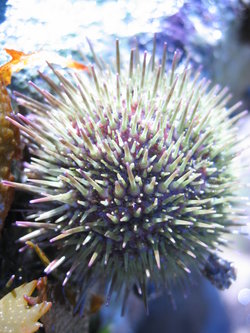 SeaUrchin.jpg