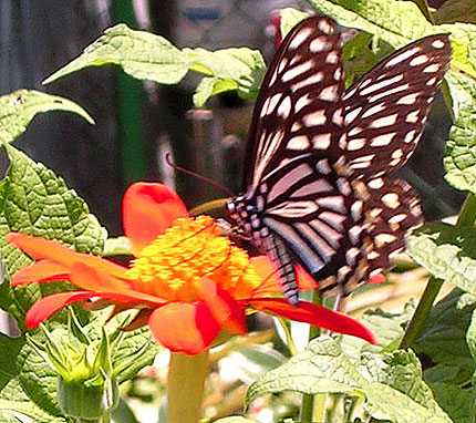 Butterfly-1849.jpg