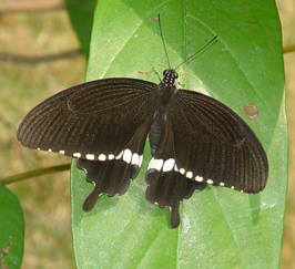 swallowtail1.jpg