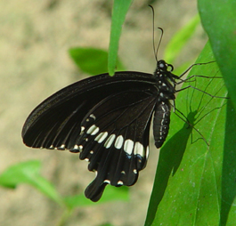 swallowtail.jpg