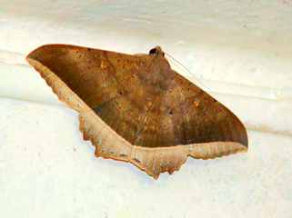 moth5small.jpg