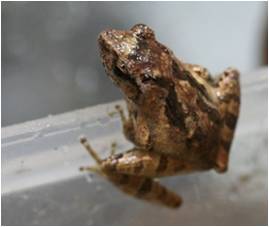 Philautus romeri.jpg